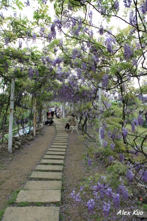 夢幻紫藤花(27P)