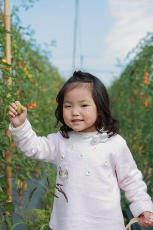 美濃採蕃茄