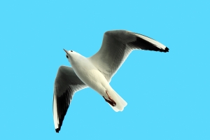 自然生態日記~~~~~馬年行大運