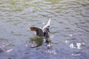 夜鷺~飛羽初體驗