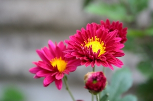 春天的味道，花兒先知道