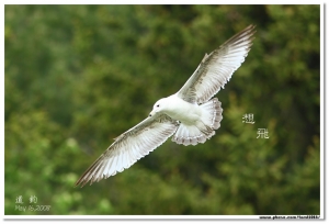 想．飛（一）