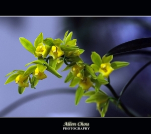 不是只有花....