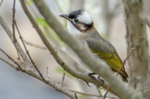 大安森林公園賞鳥