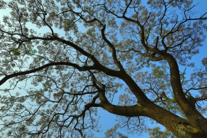 季節之苦苓與海的容顏