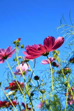 花卉雜拍