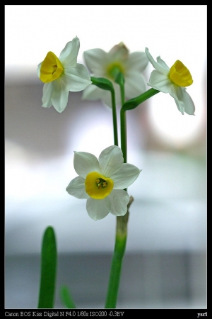 水仙花