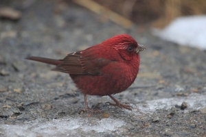 合歡山三寶之酒紅朱雀(雄鳥)