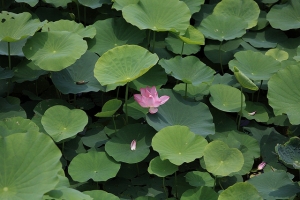 為荷~~{貳}