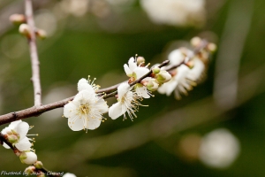今天天氣陰... 我在清華梅園...