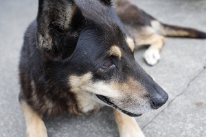 The Dog