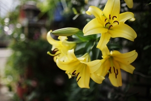 百合花