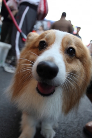 可愛的 "柯基犬" !! 短而有力~~