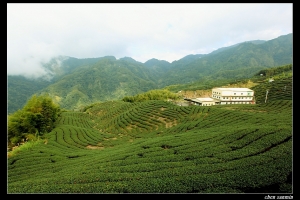 山嵐中的八卦茶園