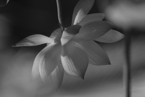 2012 May 黑白紀實 By SBM