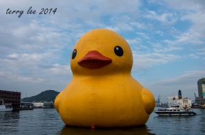 2014小鴨復活記