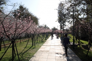 2012新竹玻璃工藝博物館櫻花