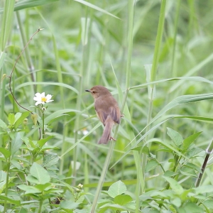 不知名的鳥