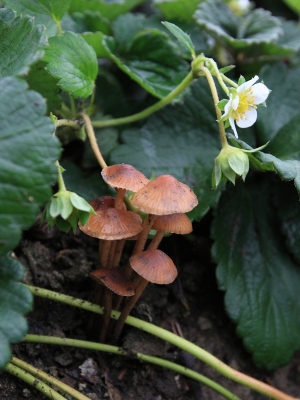 ★田園菇菇日記★