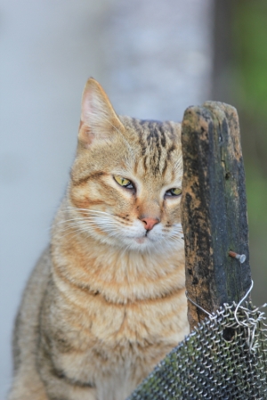 猴桐 貓咪
