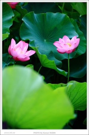 中興新村拍荷