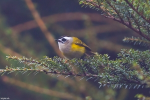 合歡山的鳥-濃霧中的火冠戴菊