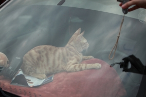 猴硐好眠貓