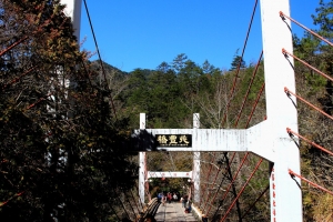 武陵櫻花［三］—  兆豐茶園櫻花步道