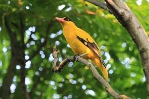 都市公園裡的黃鸝鳥