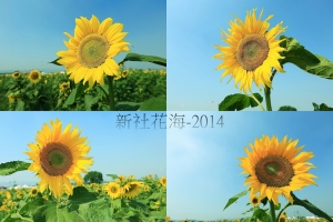 新社花海