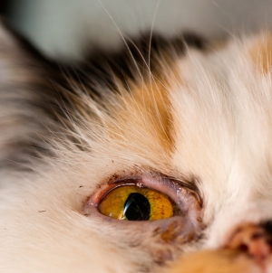 貓眼