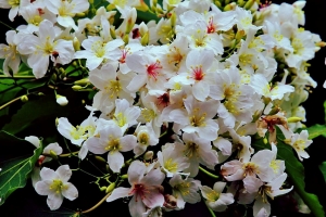 挑水古道之油桐花!!