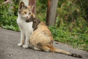 很久沒照貓  有貓攝影比賽  多照些來挑^_^