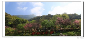 2013陽明山花季