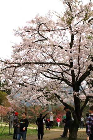 20120310阿里山
