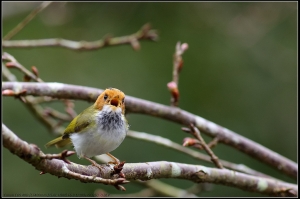EF 400mm f5.6-飛羽精靈 棕面鶯