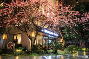 新北 夜櫻