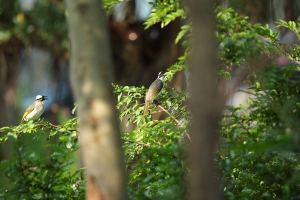 EF 70-200 F2.8L-雜拍3