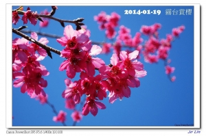 2014 春天來了 櫻花開了(霧台賞櫻)