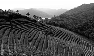 黑白茶園--贊仔