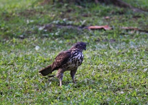 鳳頭蒼鷹