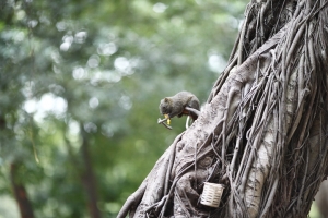 228公園打鳥打松鼠,就是不打老鼠