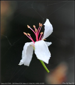 台中市~~花落也能美麗的~油桐花開