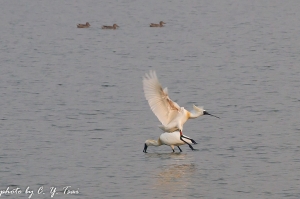 茄萣濕定。黑皮。降落~
