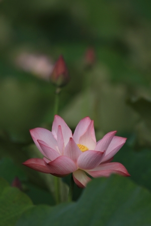 荷 歡