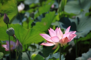 雙溪荷花園