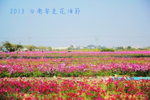 2013 台南安定花海節