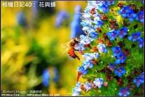 理查的[相機日記40： 花與蜂]