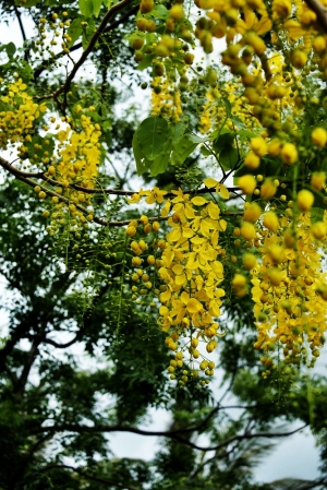 花花世界