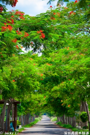 溪州鳳凰花步道